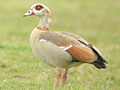 Egyptian Goose